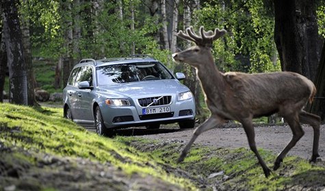 Jak pojistit vozidlo proti střetu se zvěří?